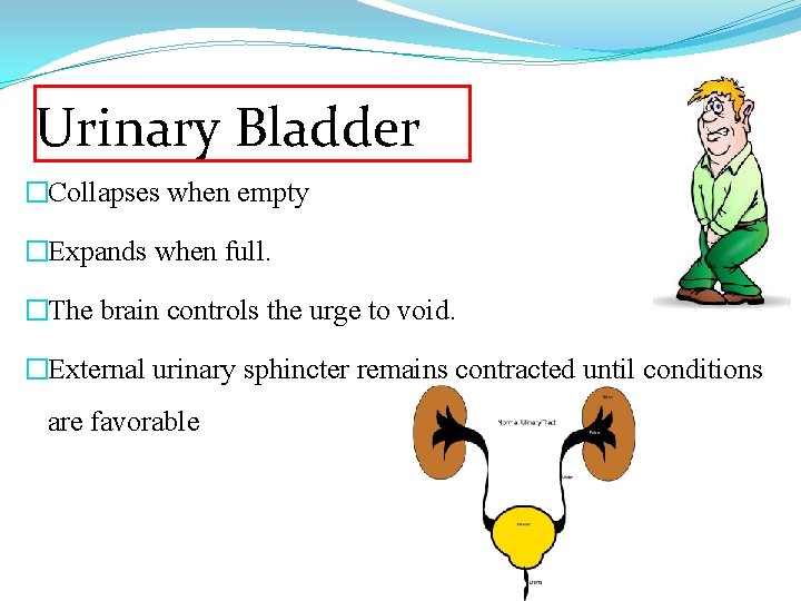 Urinary Bladder �Collapses when empty �Expands when full. �The brain controls the urge to