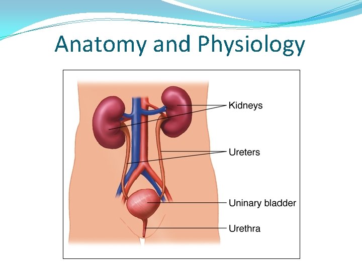 Anatomy and Physiology 