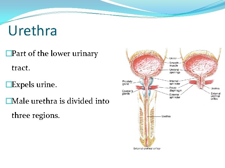 Urethra �Part of the lower urinary tract. �Expels urine. �Male urethra is divided into