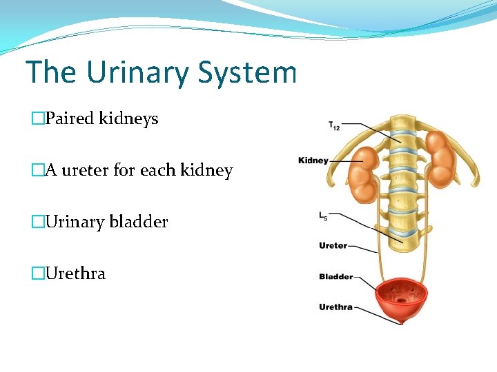 The Urinary System �Paired kidneys �A ureter for each kidney �Urinary bladder �Urethra 