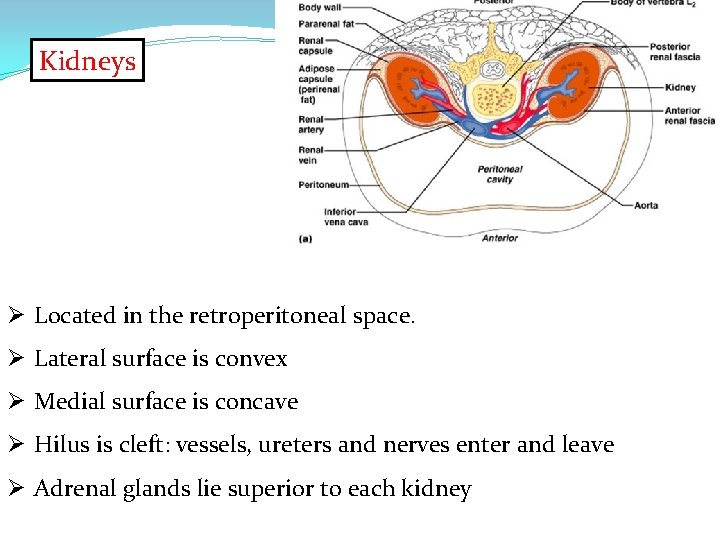 Kidneys Ø Located in the retroperitoneal space. Ø Lateral surface is convex Ø Medial