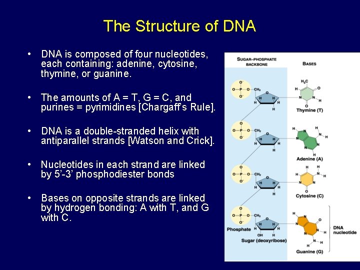 The Structure of DNA • DNA is composed of four nucleotides, each containing: adenine,