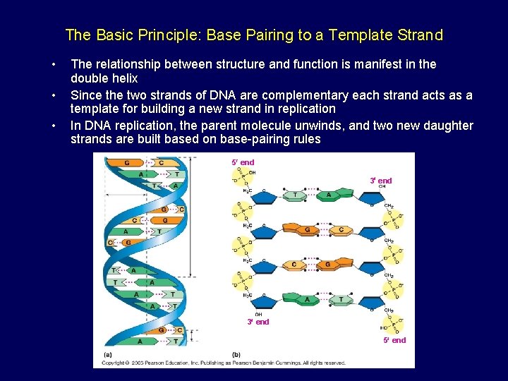 The Basic Principle: Base Pairing to a Template Strand • • • The relationship