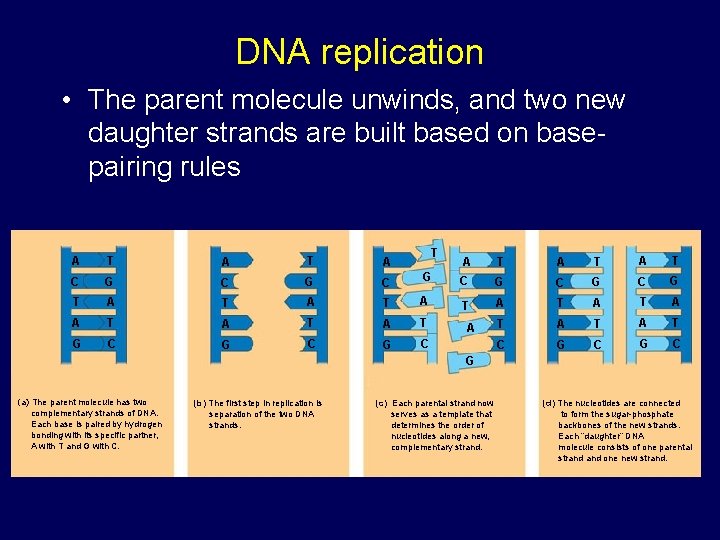 DNA replication • The parent molecule unwinds, and two new daughter strands are built