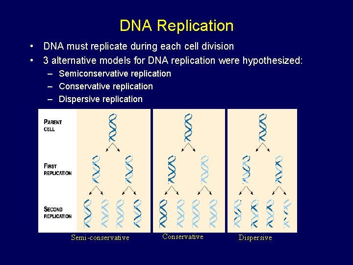 DNA Replication • DNA must replicate during each cell division • 3 alternative models