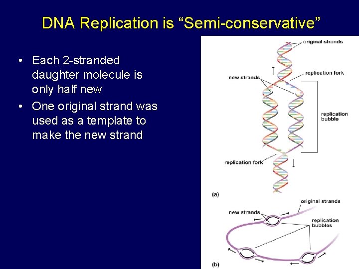 DNA Replication is “Semi-conservative” • Each 2 -stranded daughter molecule is only half new