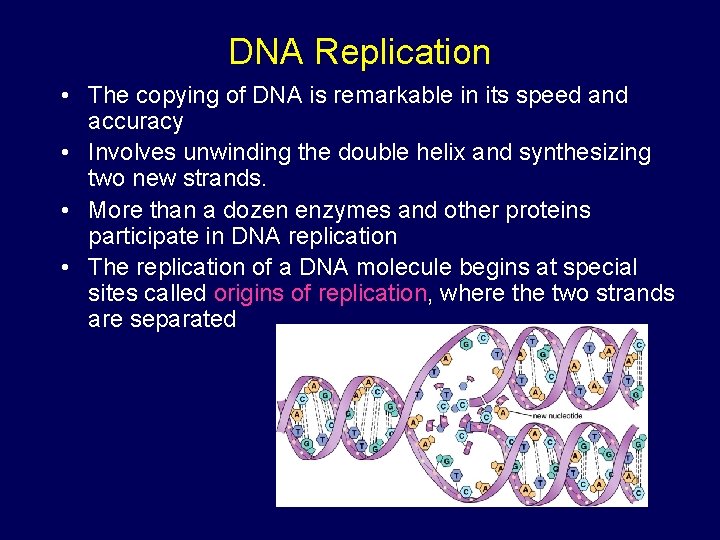 DNA Replication • The copying of DNA is remarkable in its speed and accuracy