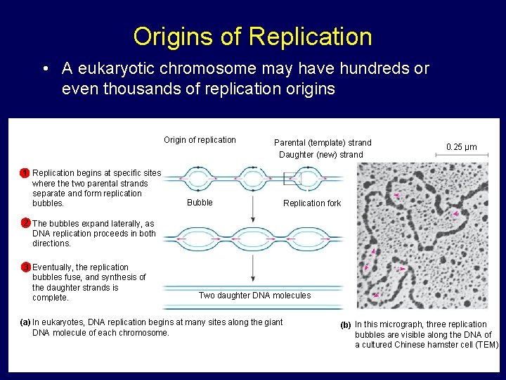 Origins of Replication • A eukaryotic chromosome may have hundreds or even thousands of