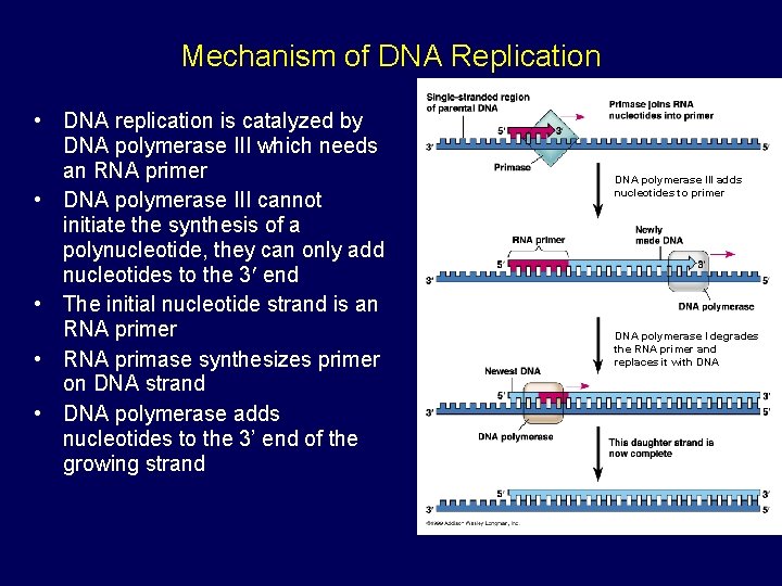 Mechanism of DNA Replication • DNA replication is catalyzed by DNA polymerase III which