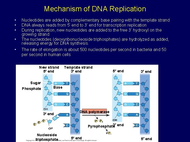 Mechanism of DNA Replication • • • Nucleotides are added by complementary base pairing