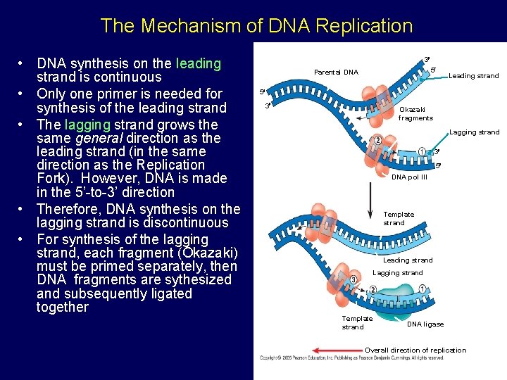 The Mechanism of DNA Replication • DNA synthesis on the leading strand is continuous