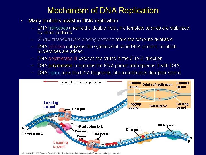 Mechanism of DNA Replication • Many proteins assist in DNA replication – DNA helicases