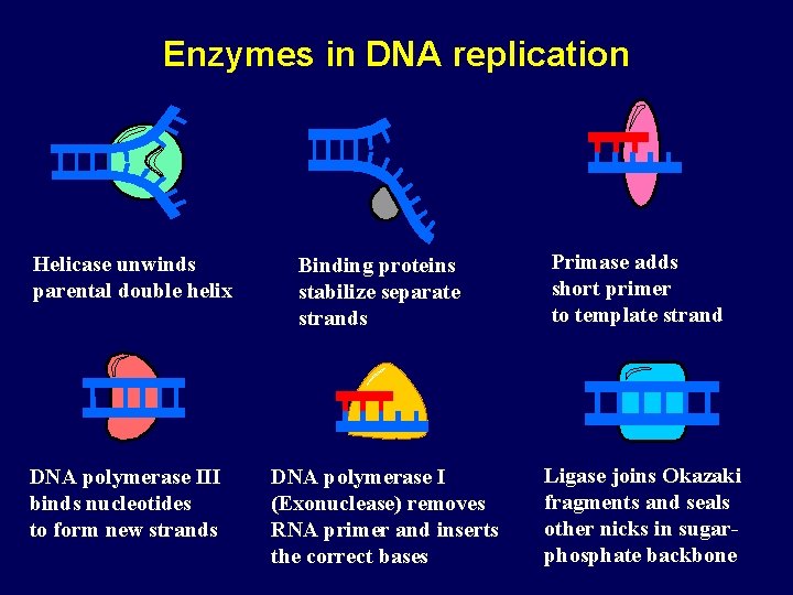 Enzymes in DNA replication Helicase unwinds parental double helix DNA polymerase III binds nucleotides