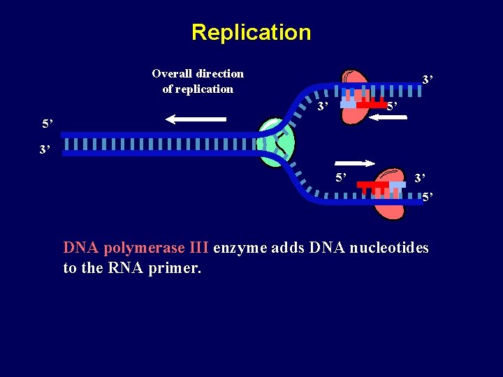 Replication Overall direction of replication 3’ 3’ 5’ 5’ 3’ 5’ DNA polymerase III