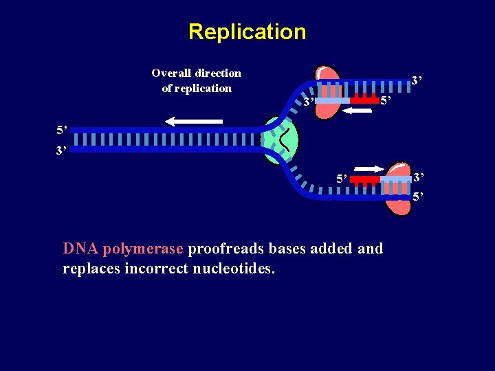 Replication Overall direction of replication 3’ 5’ DNA polymerase proofreads bases added and replaces