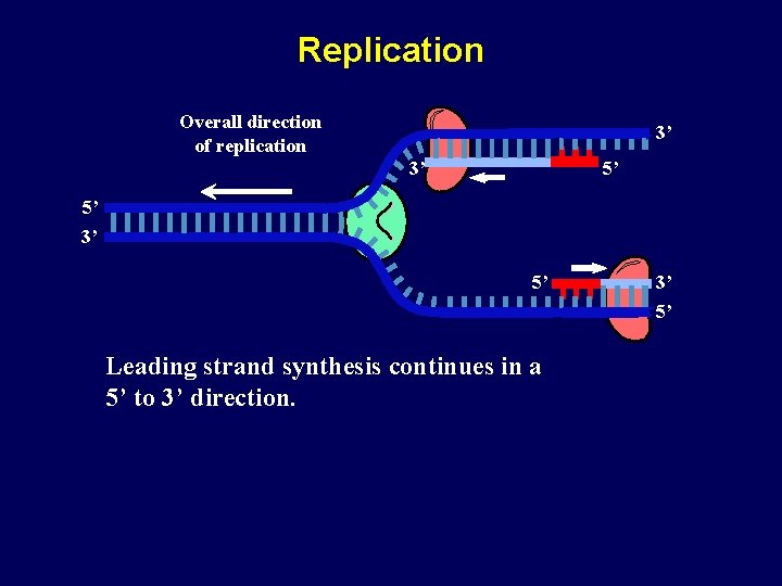 Replication Overall direction of replication 3’ 3’ 5’ 5’ 3’ 5’ Leading strand synthesis