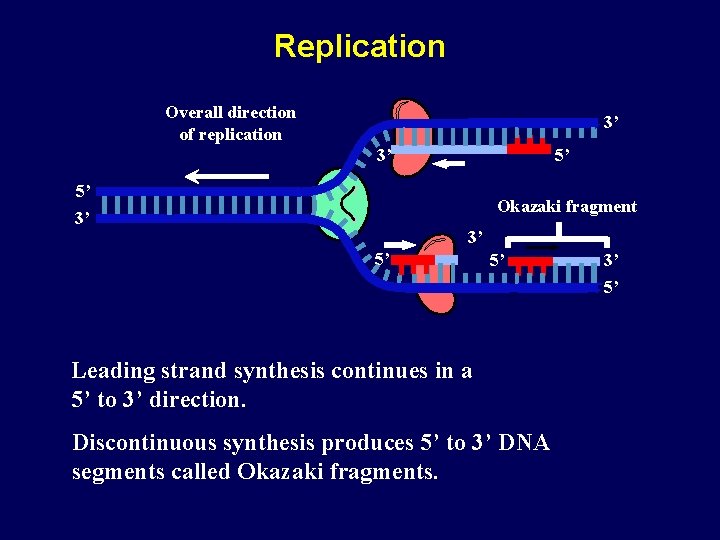 Replication Overall direction of replication 3’ 3’ 5’ 5’ Okazaki fragment 3’ 3’ 5’