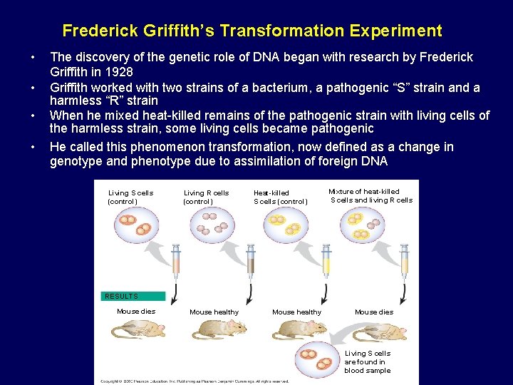 Frederick Griffith’s Transformation Experiment • • The discovery of the genetic role of DNA