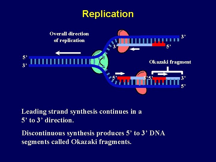 Replication Overall direction of replication 3’ 3’ 5’ 5’ Okazaki fragment 3’ 5’ Leading