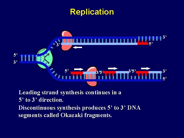 Replication 3’ 5’ 3’ 5’ Leading strand synthesis continues in a 5’ to 3’