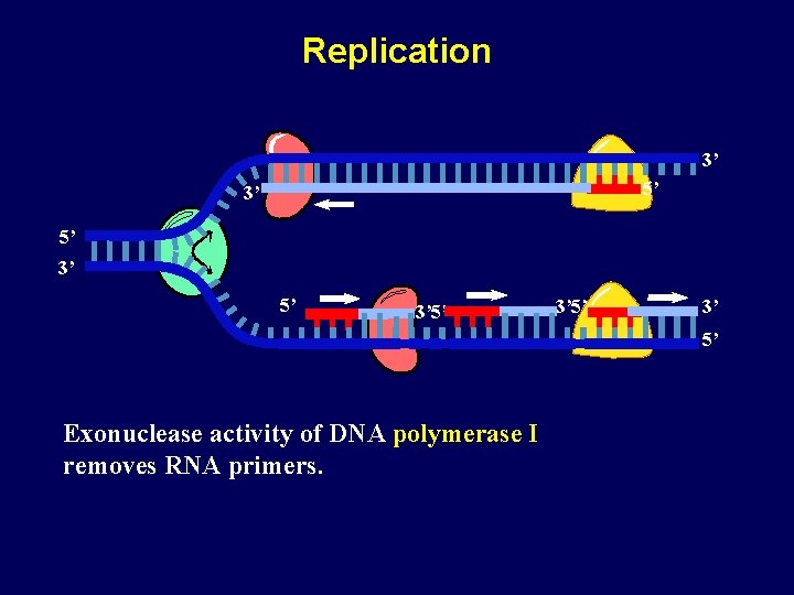 Replication 3’ 5’ 3’ 5’ Exonuclease activity of DNA polymerase I removes RNA primers.