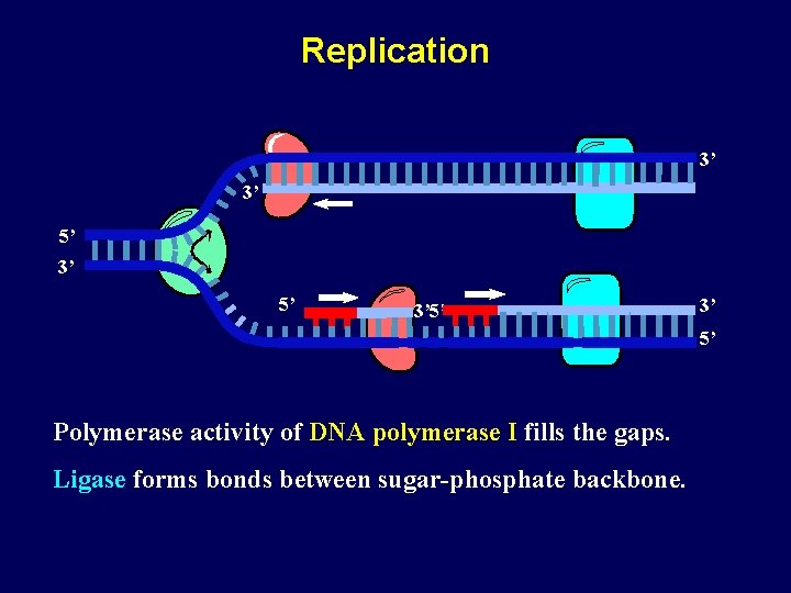 Replication 3’ 3’ 5’ Polymerase activity of DNA polymerase I fills the gaps. Ligase