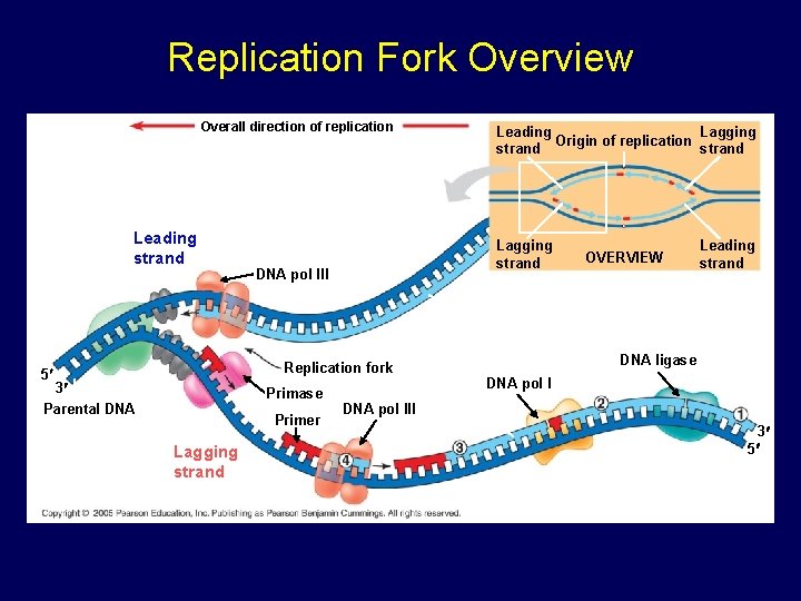 Replication Fork Overview Overall direction of replication Leading strand Lagging strand DNA pol III