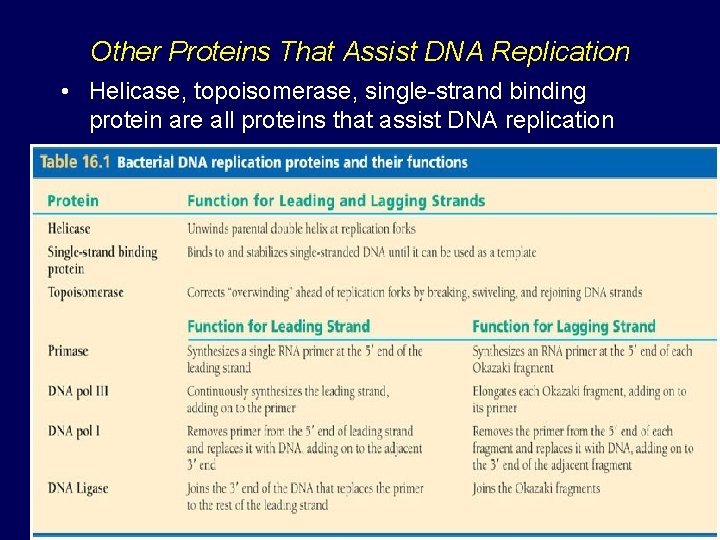 Other Proteins That Assist DNA Replication • Helicase, topoisomerase, single-strand binding protein are all
