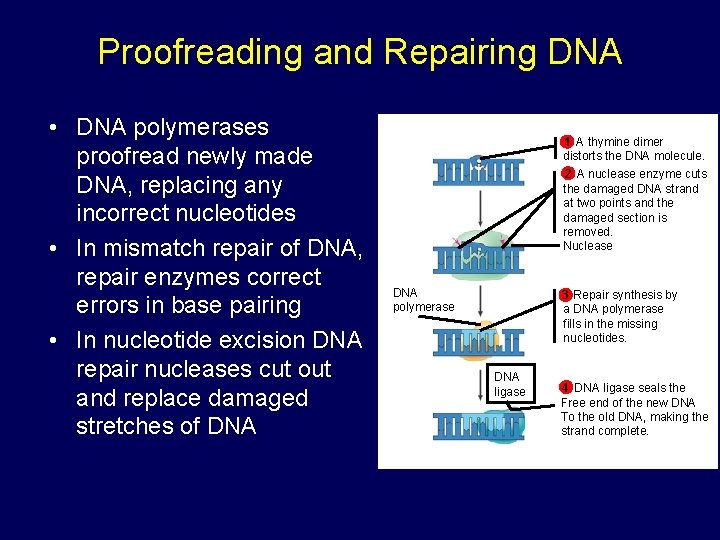 Proofreading and Repairing DNA • DNA polymerases proofread newly made DNA, replacing any incorrect