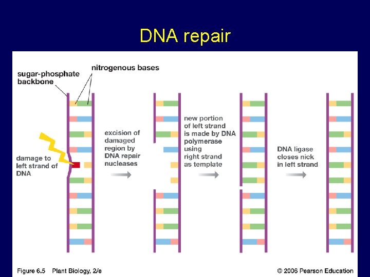 DNA repair 