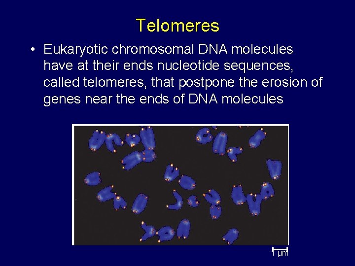 Telomeres • Eukaryotic chromosomal DNA molecules have at their ends nucleotide sequences, called telomeres,