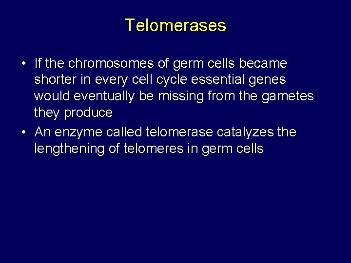 Telomerases • If the chromosomes of germ cells became shorter in every cell cycle
