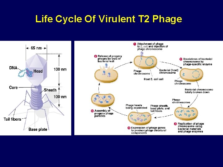 Life Cycle Of Virulent T 2 Phage 