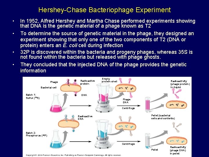 Hershey-Chase Bacteriophage Experiment • • In 1952, Alfred Hershey and Martha Chase performed experiments