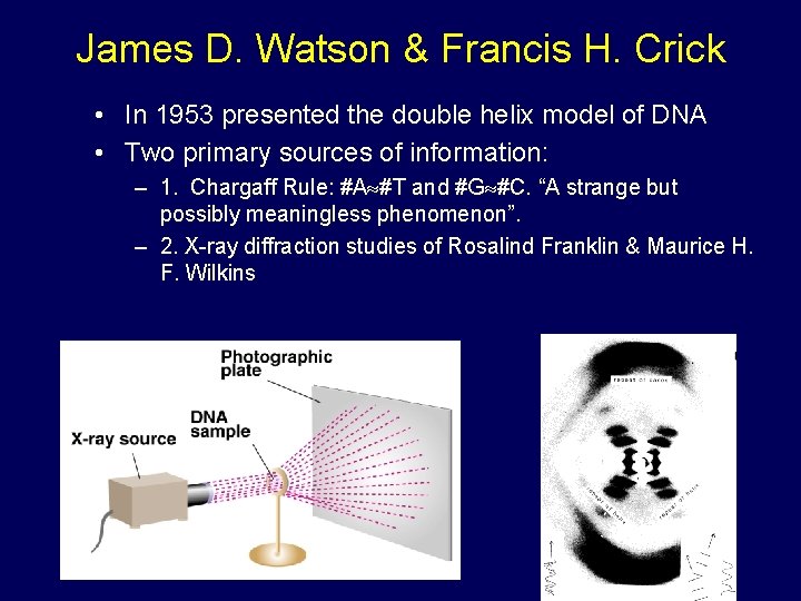 James D. Watson & Francis H. Crick • In 1953 presented the double helix