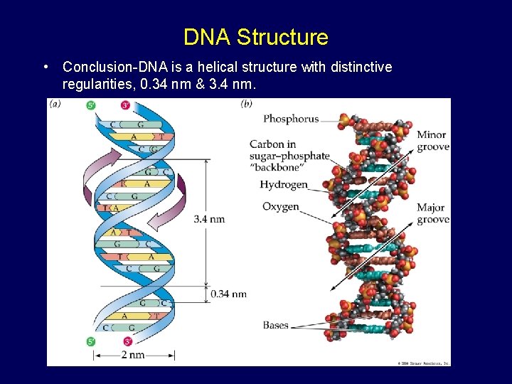 DNA Structure • Conclusion-DNA is a helical structure with distinctive regularities, 0. 34 nm