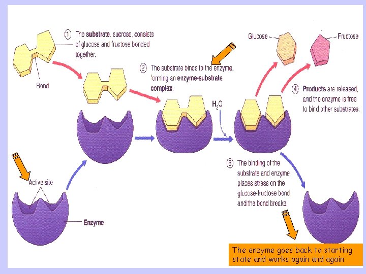 The enzyme goes back to starting state and works again and again 