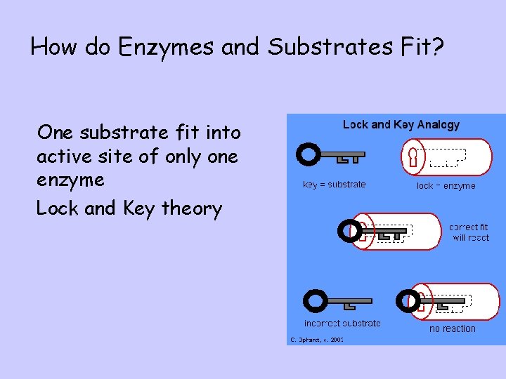 How do Enzymes and Substrates Fit? l One substrate fit into active site of