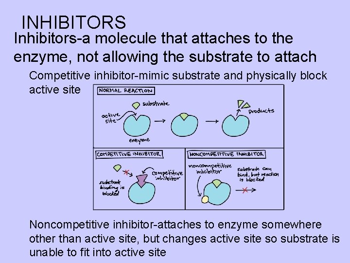 INHIBITORS l Inhibitors-a molecule that attaches to the enzyme, not allowing the substrate to