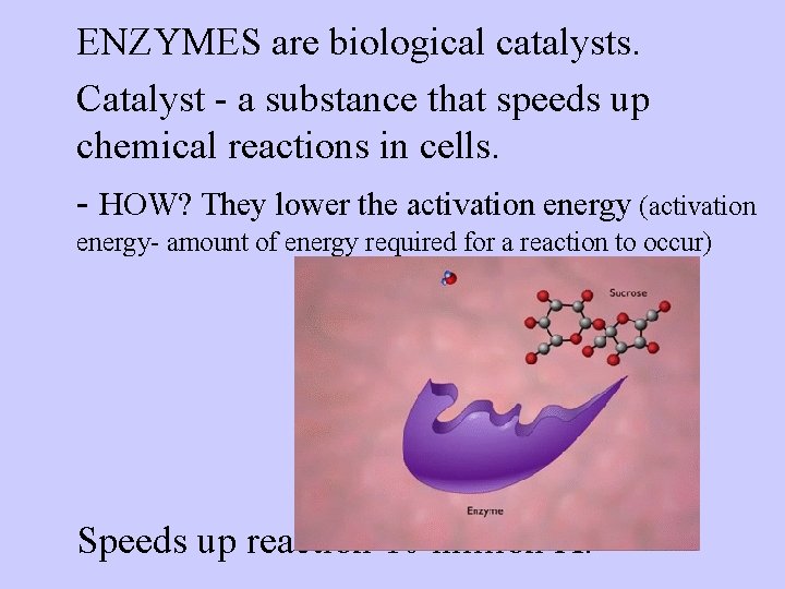 l. ENZYMES are biological catalysts. l. Catalyst - a substance that speeds up chemical