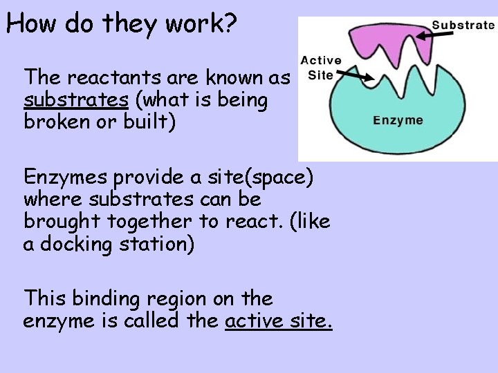 How do they work? l The reactants are known as substrates (what is being