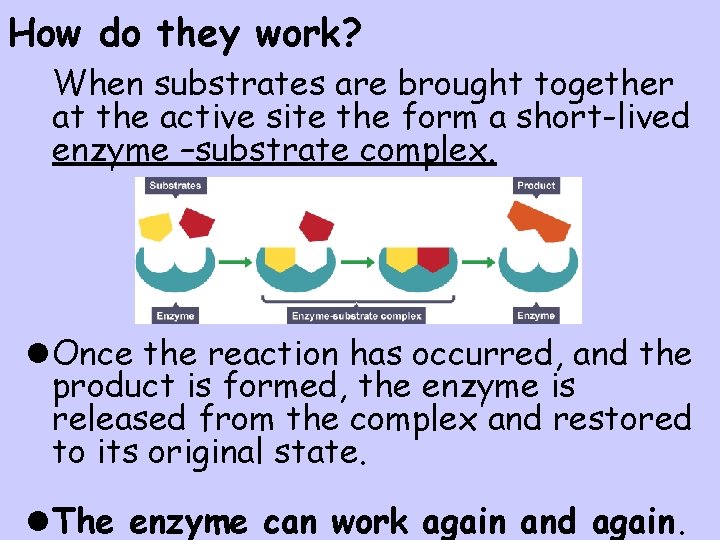 ENZYMES Enzymes are what type of biological molecule
