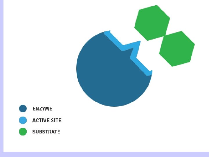 ENZYMES Enzymes are what type of biological molecule