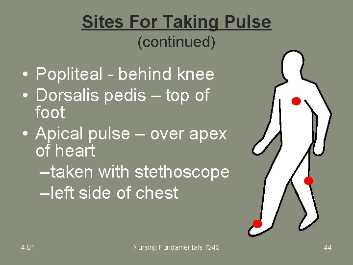 Sites For Taking Pulse (continued) • Popliteal - behind knee • Dorsalis pedis –