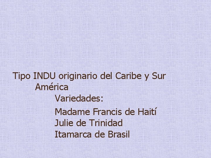 Tipo INDU originario del Caribe y Sur América Variedades: Madame Francis de Haití Julie