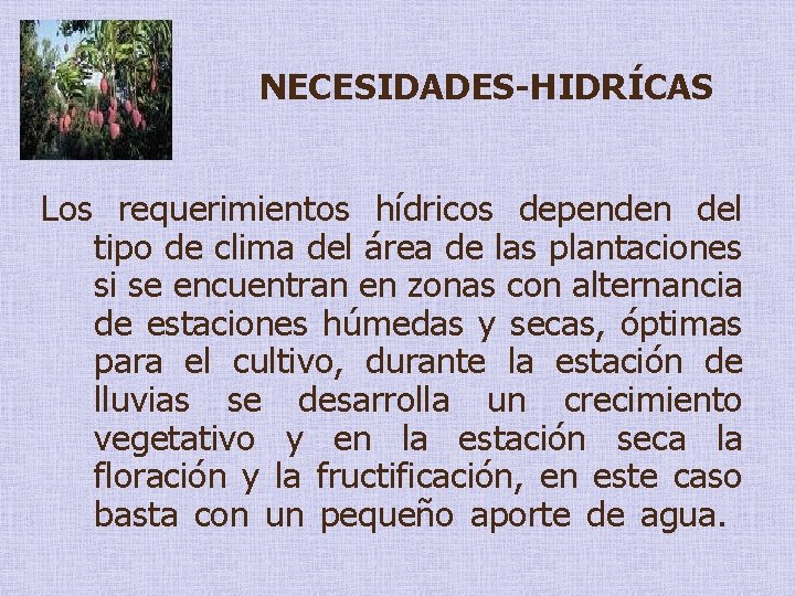 NECESIDADES-HIDRÍCAS Los requerimientos hídricos dependen del tipo de clima del área de las plantaciones