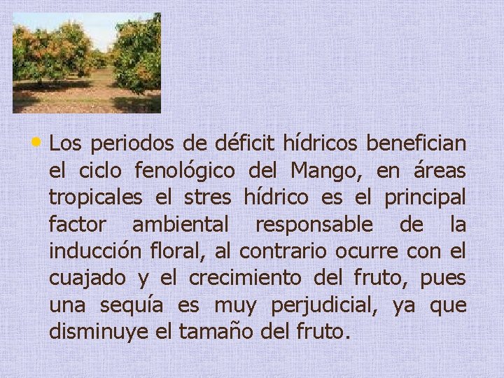  • Los periodos de déficit hídricos benefician el ciclo fenológico del Mango, en