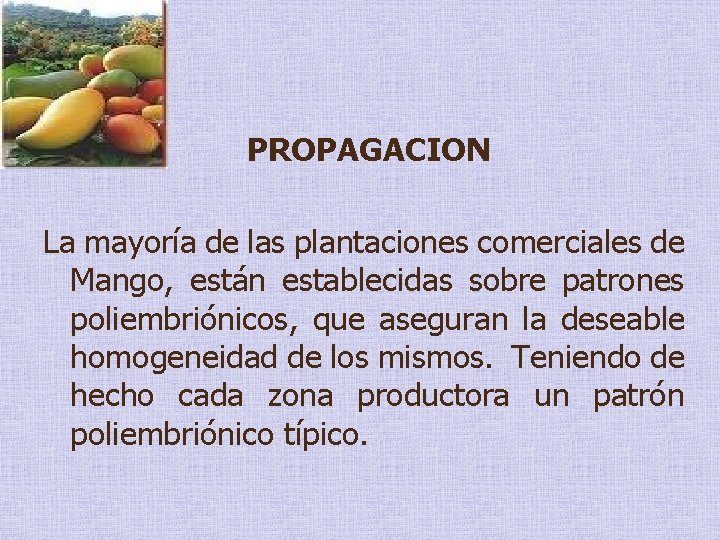 PROPAGACION La mayoría de las plantaciones comerciales de Mango, están establecidas sobre patrones poliembriónicos,