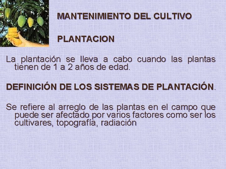MANTENIMIENTO DEL CULTIVO PLANTACION La plantación se lleva a cabo cuando las plantas tienen