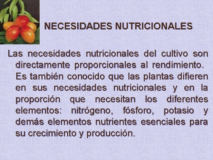 NECESIDADES NUTRICIONALES Las necesidades nutricionales del cultivo son directamente proporcionales al rendimiento. Es también
